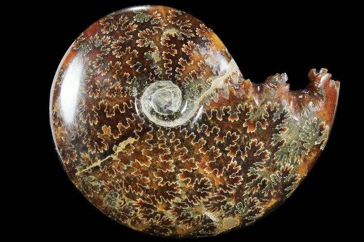 Polished, Agatized Ammonite (Cleoniceras) - Madagascar #94258